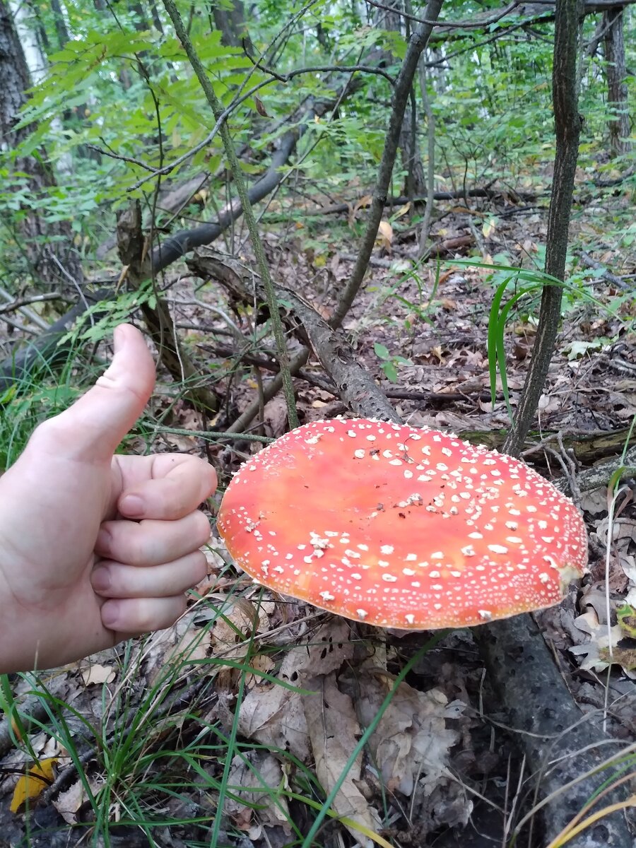 Мухаморы нынче уродились что надо, с тарелку размером.