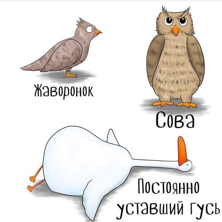 Картинка из интернета