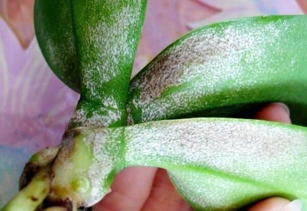 Пострадавшая от клеща орхидея