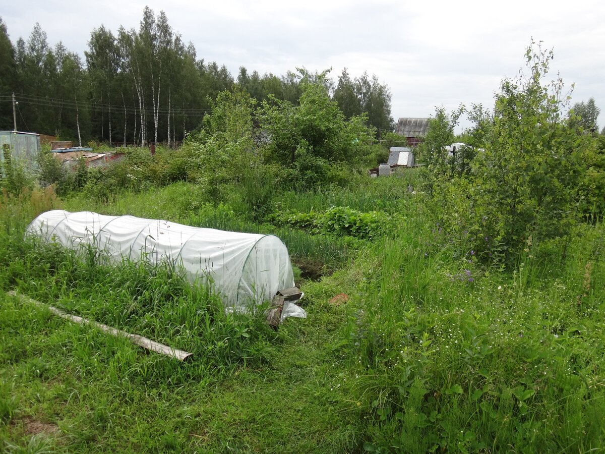 Дачная теплица