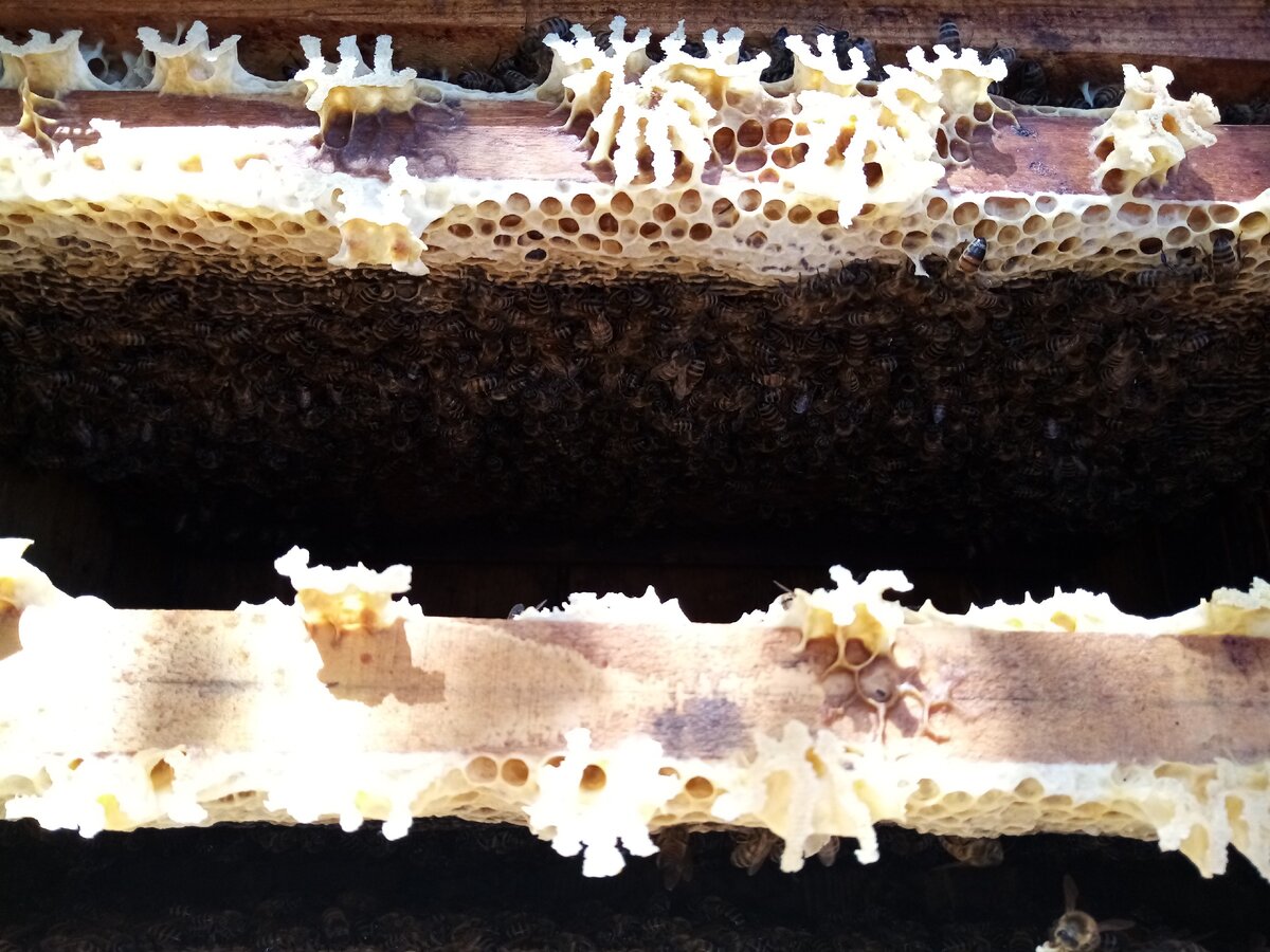 Пчелиная семья без расплода