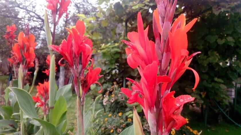 Цветущие канны похожи на язычки пламени. Фото автора 