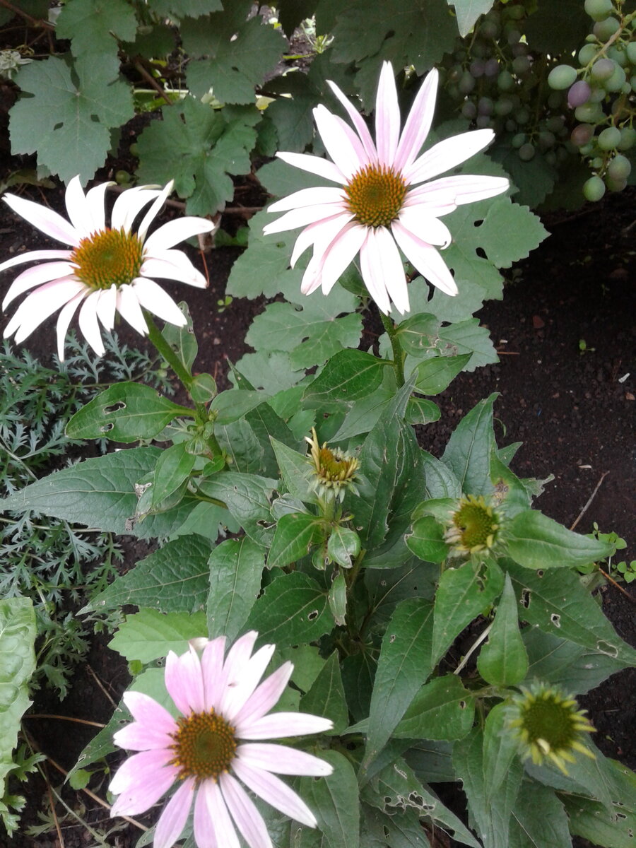 Rudbeckia Aster Echinacea