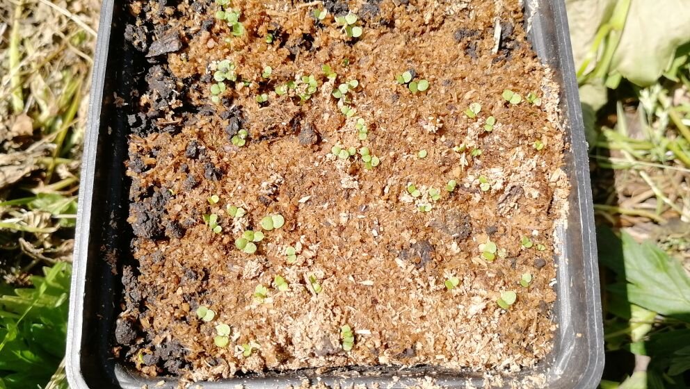 Всходы маргаритки, фото автора