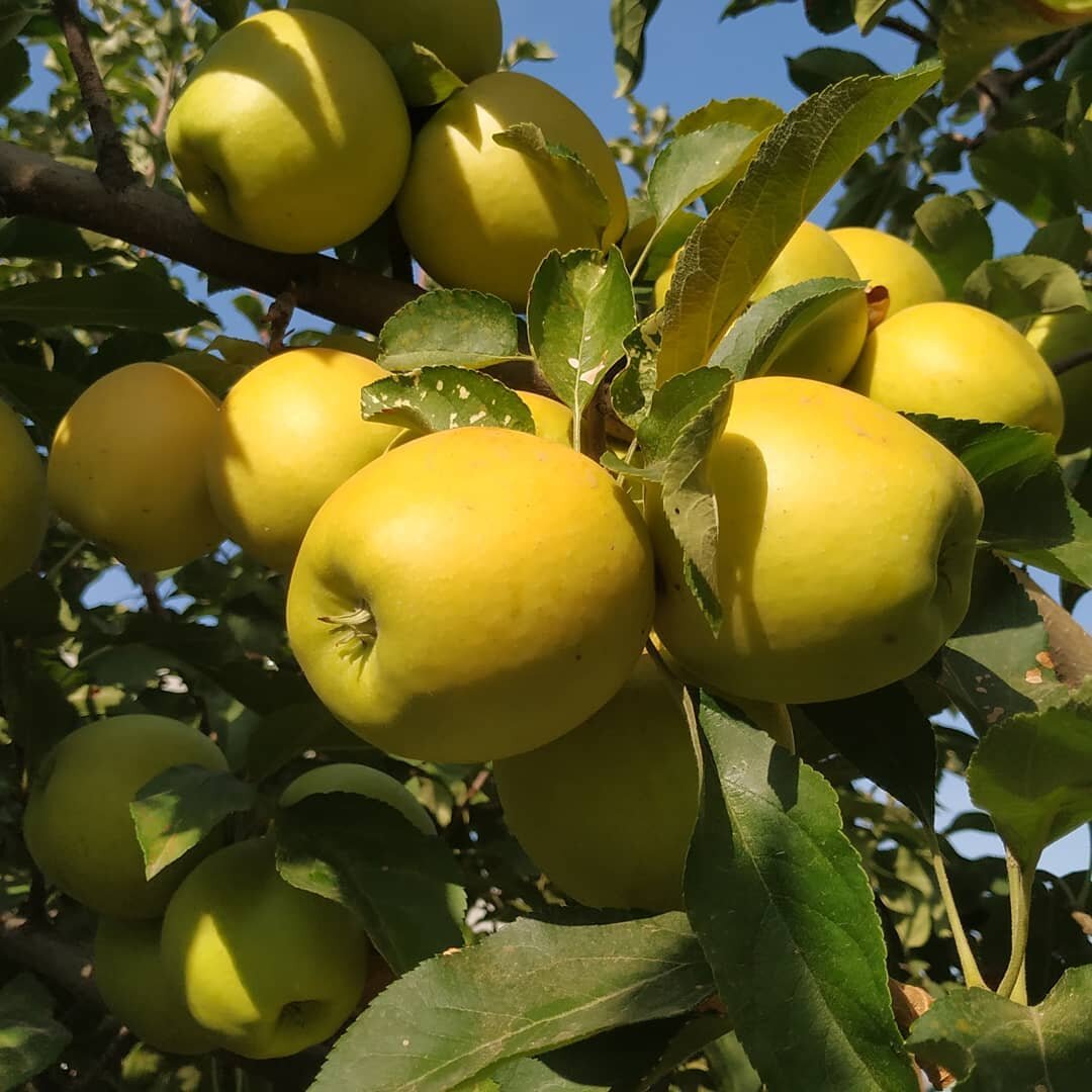 сорт яблони корей фото и описание сорта