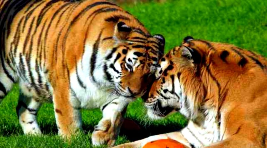 Половой зрелости тигры достигают в 4-5 лет... 