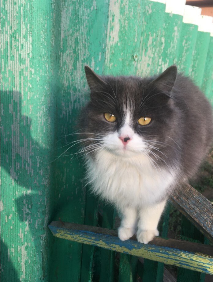Просто деревенский кот.