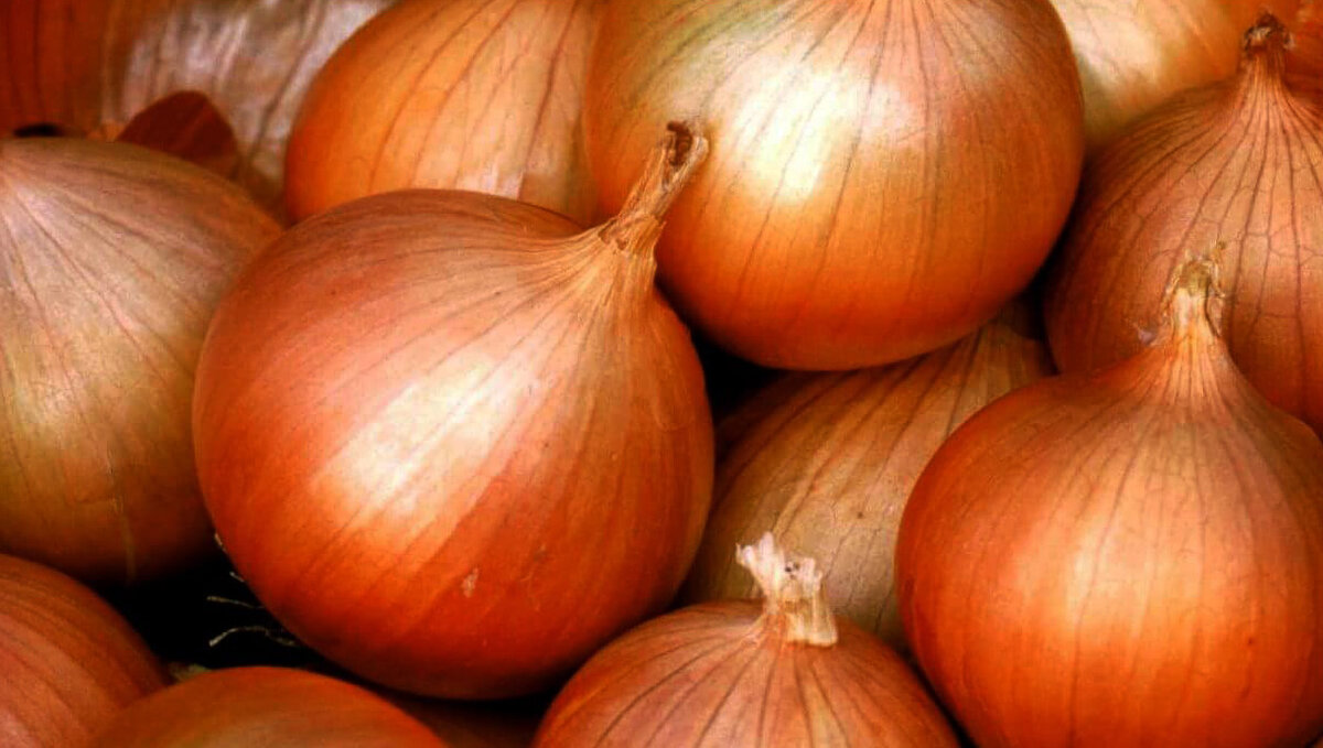 Лук на рассаду