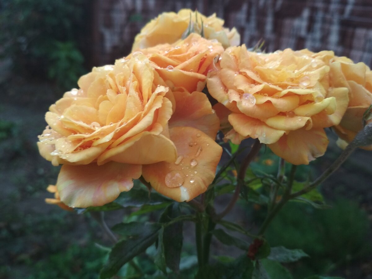 Мои розочки моим читателям