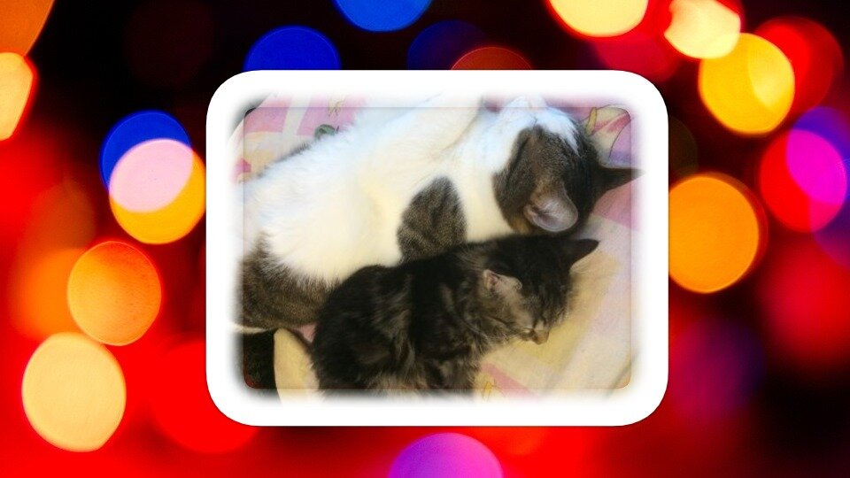 Моя котобанда Фото личное