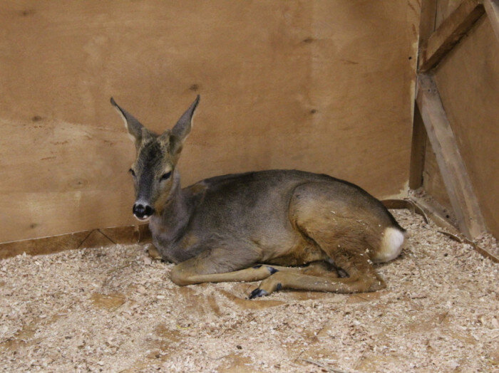 Фото государственной ветеринарной службы Забайкальского края