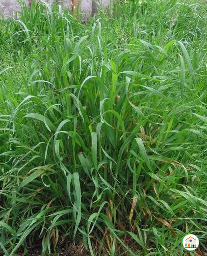 Пырей. Фото для примера.