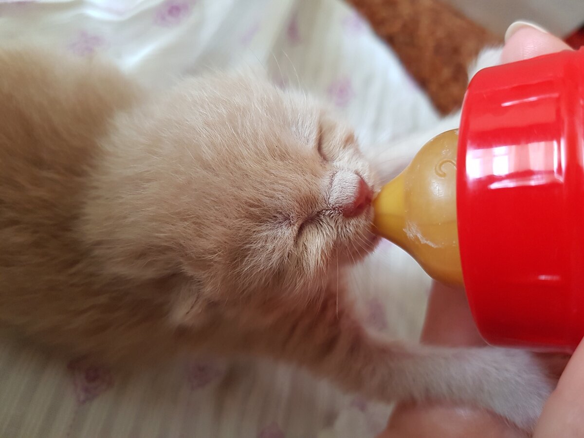 Купили специальную бутылочку