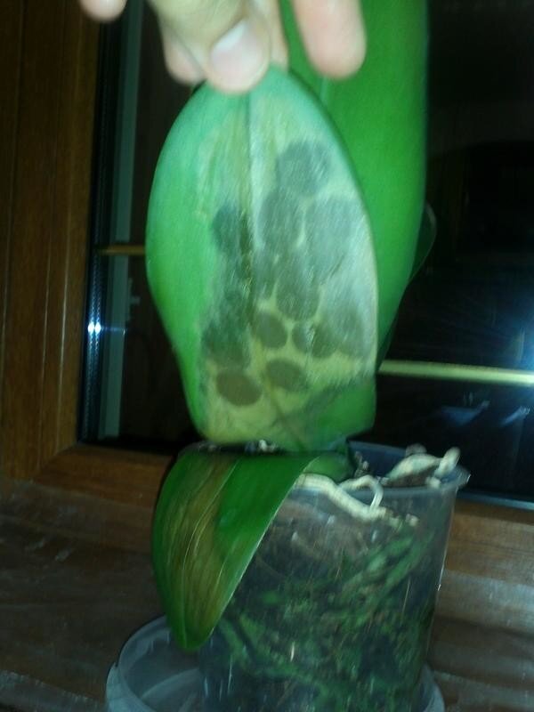 водянистые пятна при мокрой бактериальной гнили