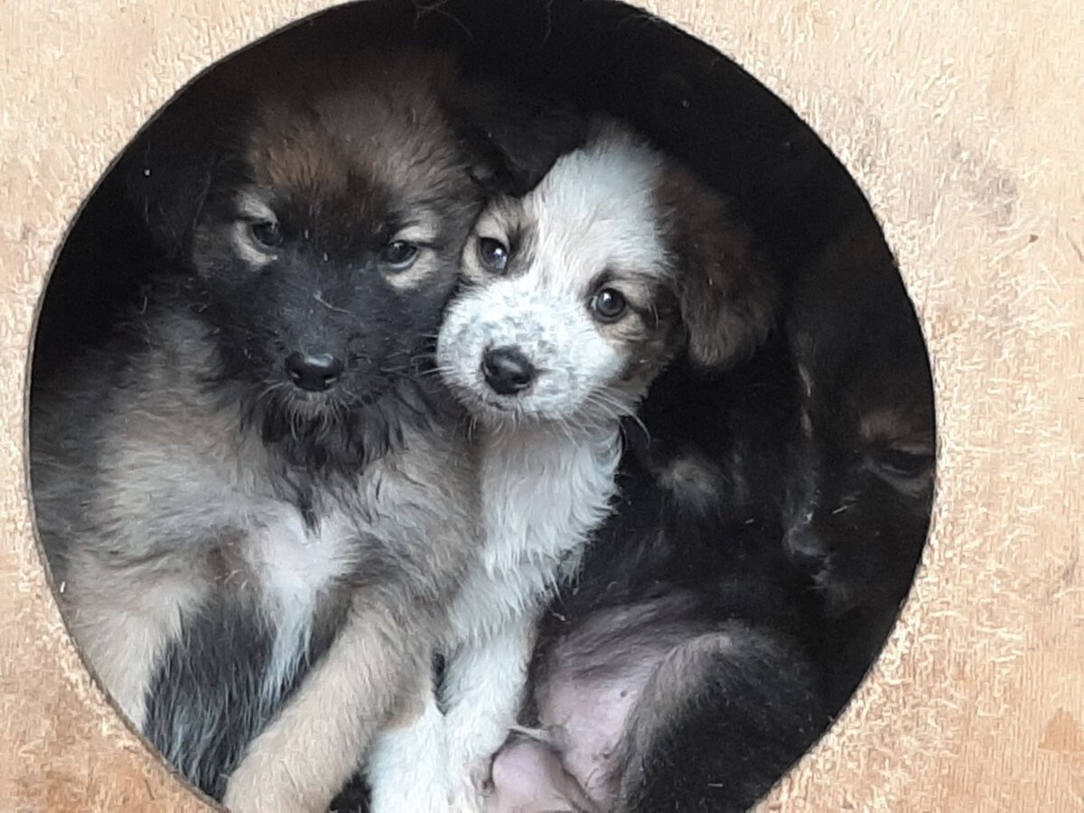 мини приют гелиос