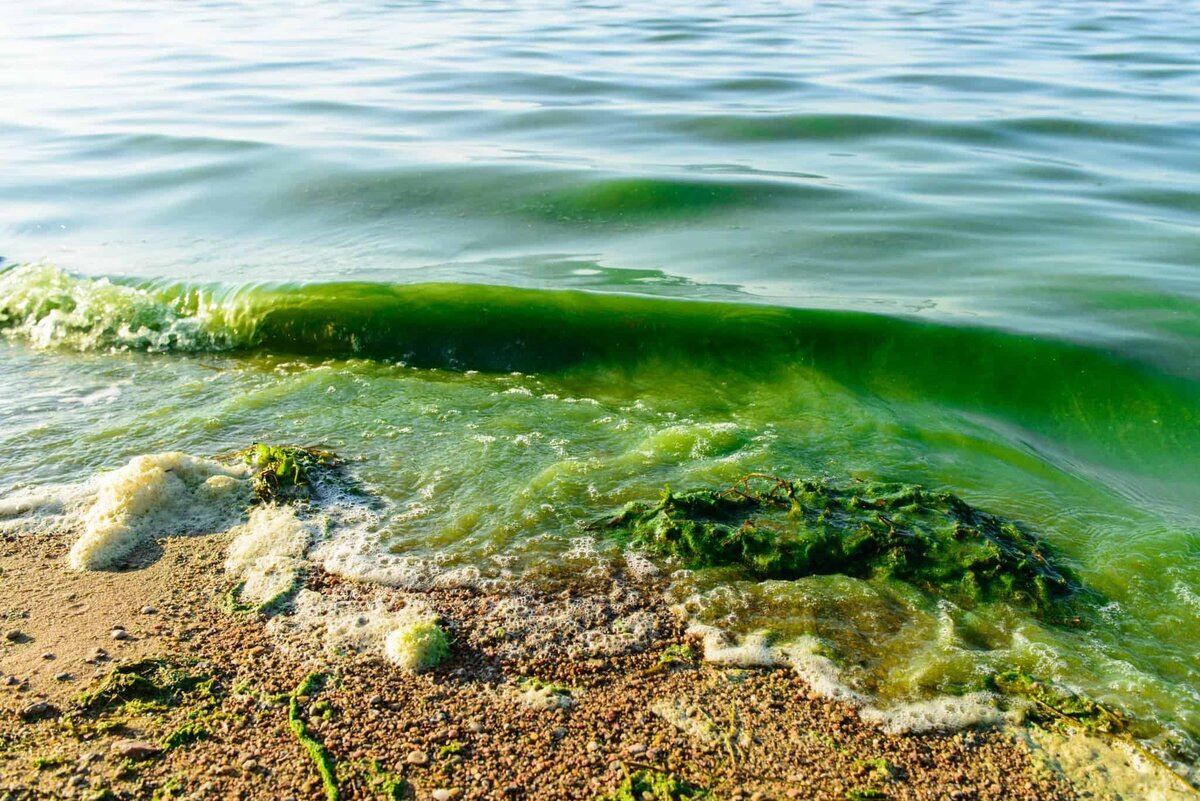 водоросли в озере