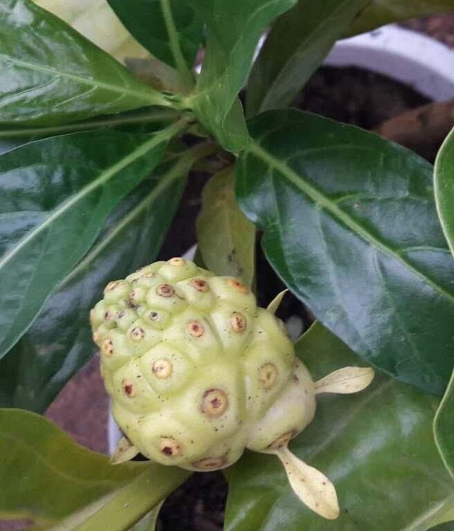 Не великая красота, зато сколько пользы. Фото мое.