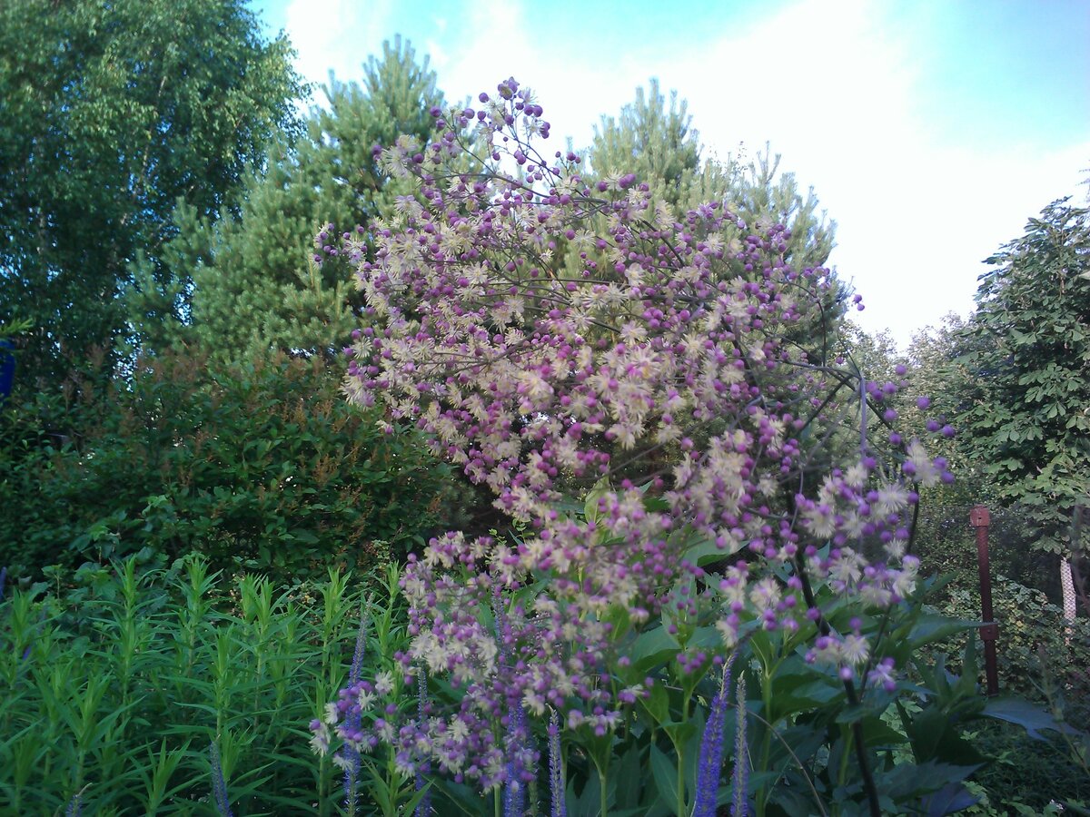 Василистник Делавея (Thalictrum delavayi) крупным планом