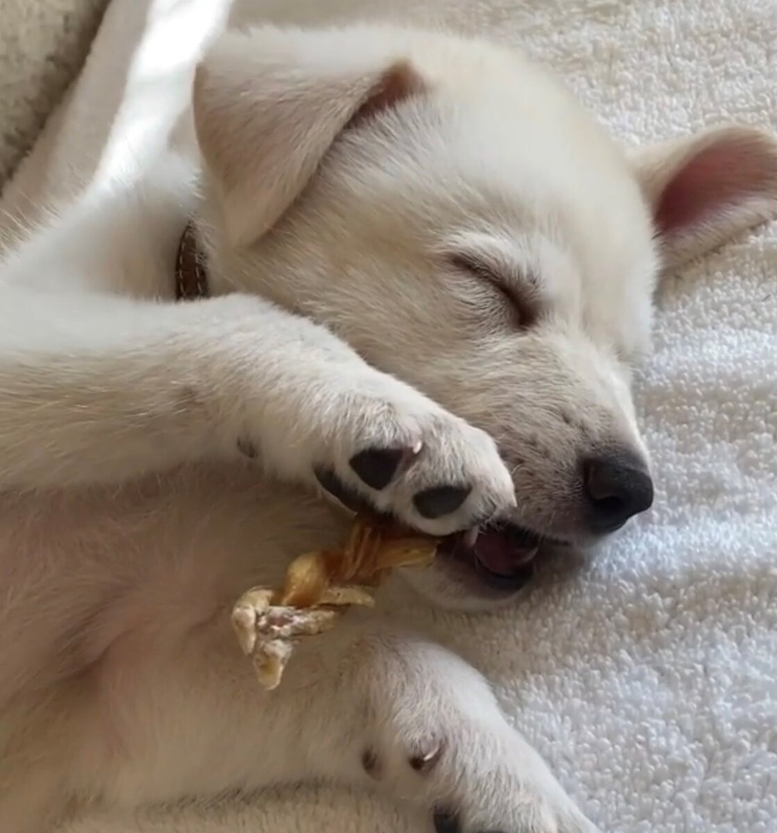 Щенок известной американской актрисы