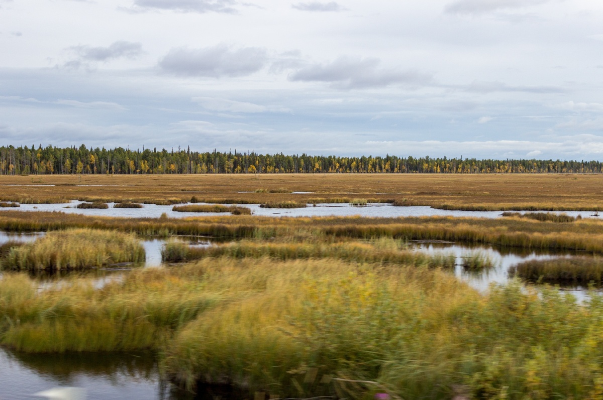 Болота между Ухтой и Вуктылом.