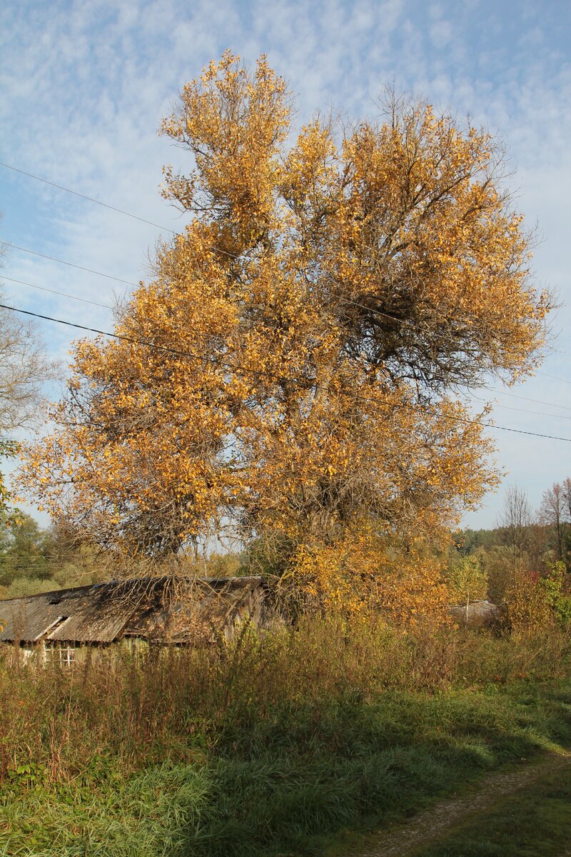 Осень в Сенино