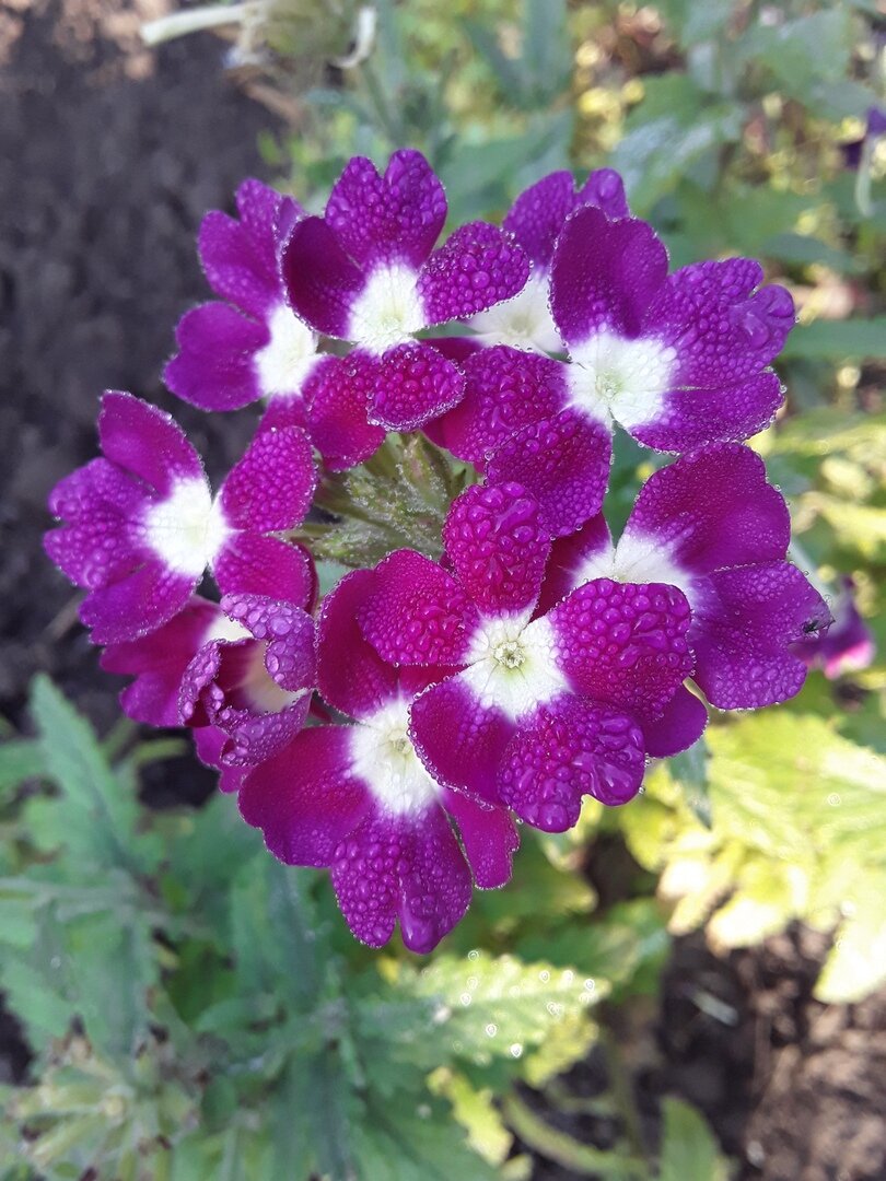 Август 2020: вербена в каплях росы