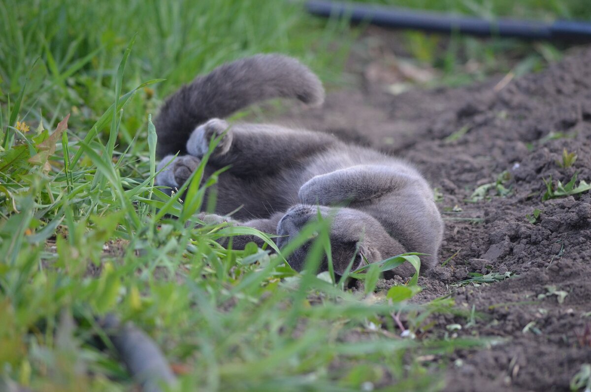 В любимой земельке. Фото автора