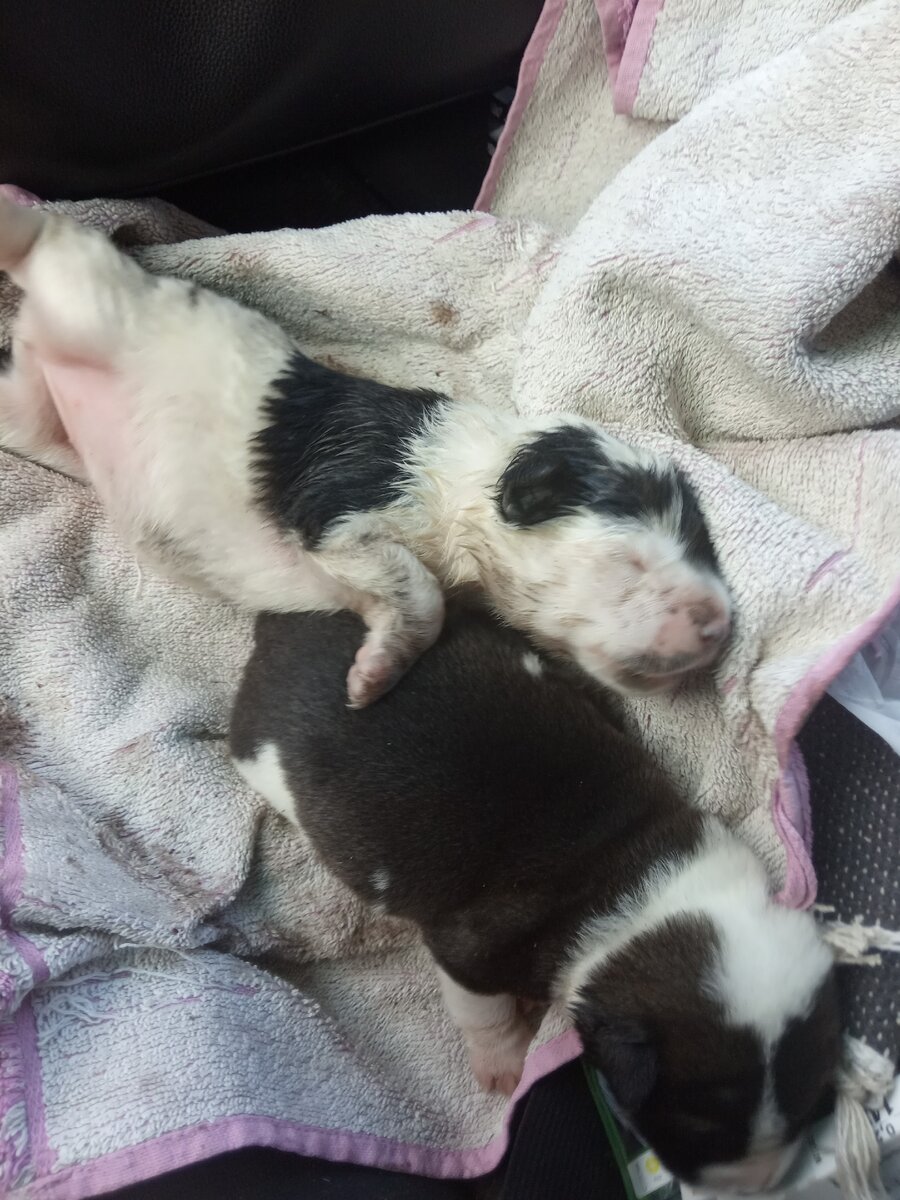 Спасенные щенки.