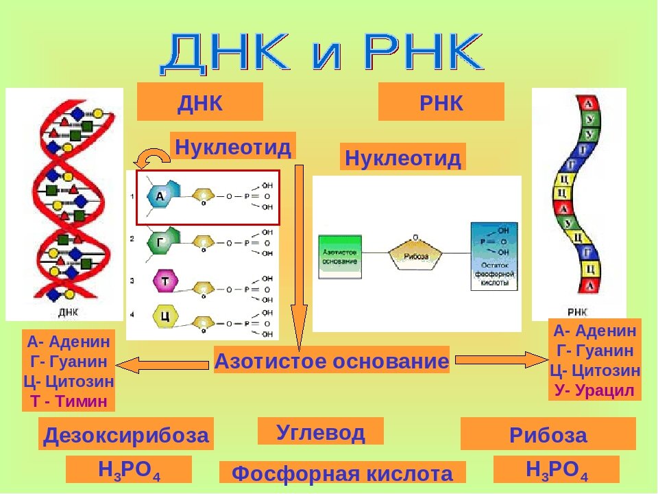 В РНК содержится чуть иной набор азотистых оснований и чуть иной сахар. Благодаря этому для неё более органична не двухцепочечная структура, как для ДНК, а одноцепочечная. Это менее удобно для самокопирования и хранения наследственной информации, зато более удобно для непосредственной "работы" - синтеза белка.