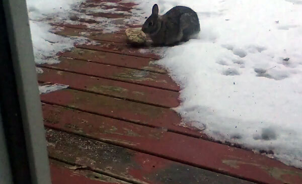 Питание кроликов зимой