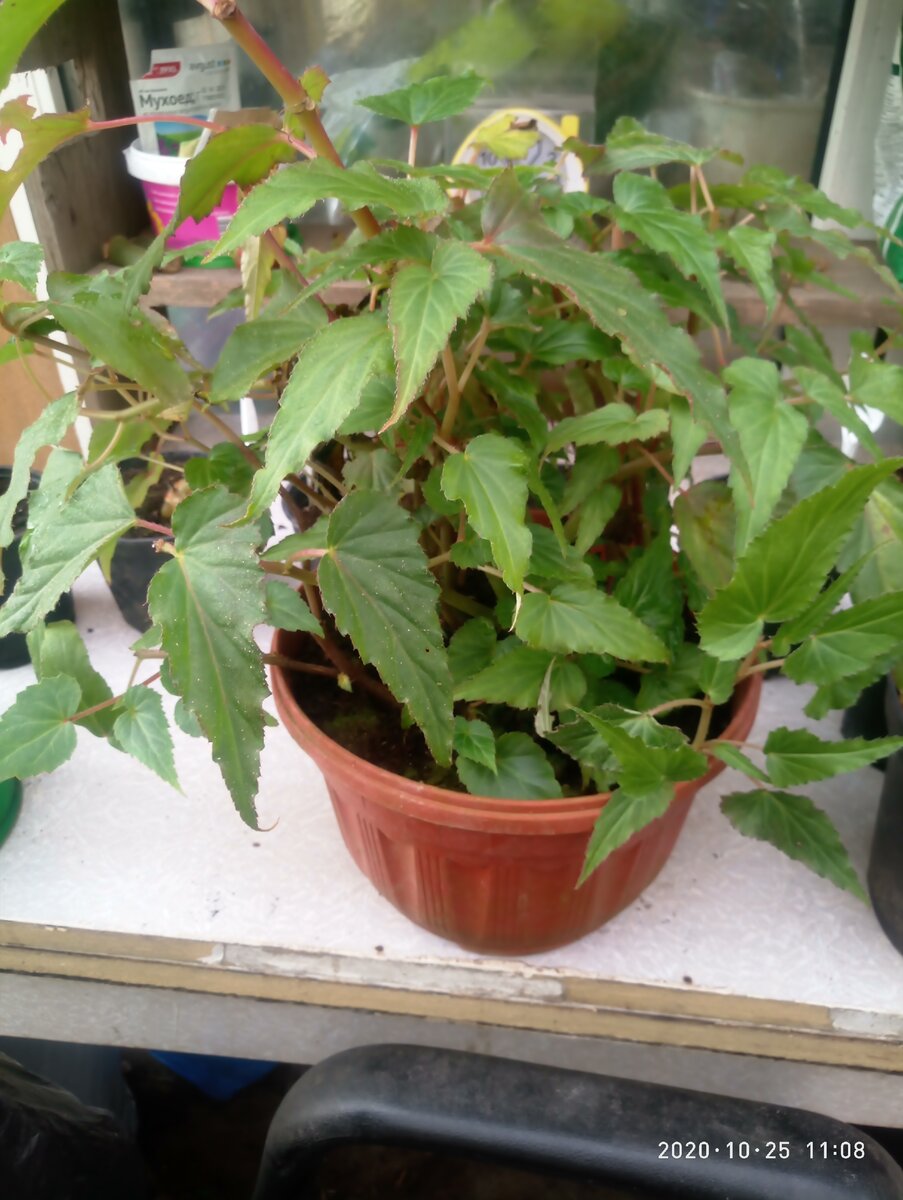 а эту бегонию я недели две как занесла в теплицу 