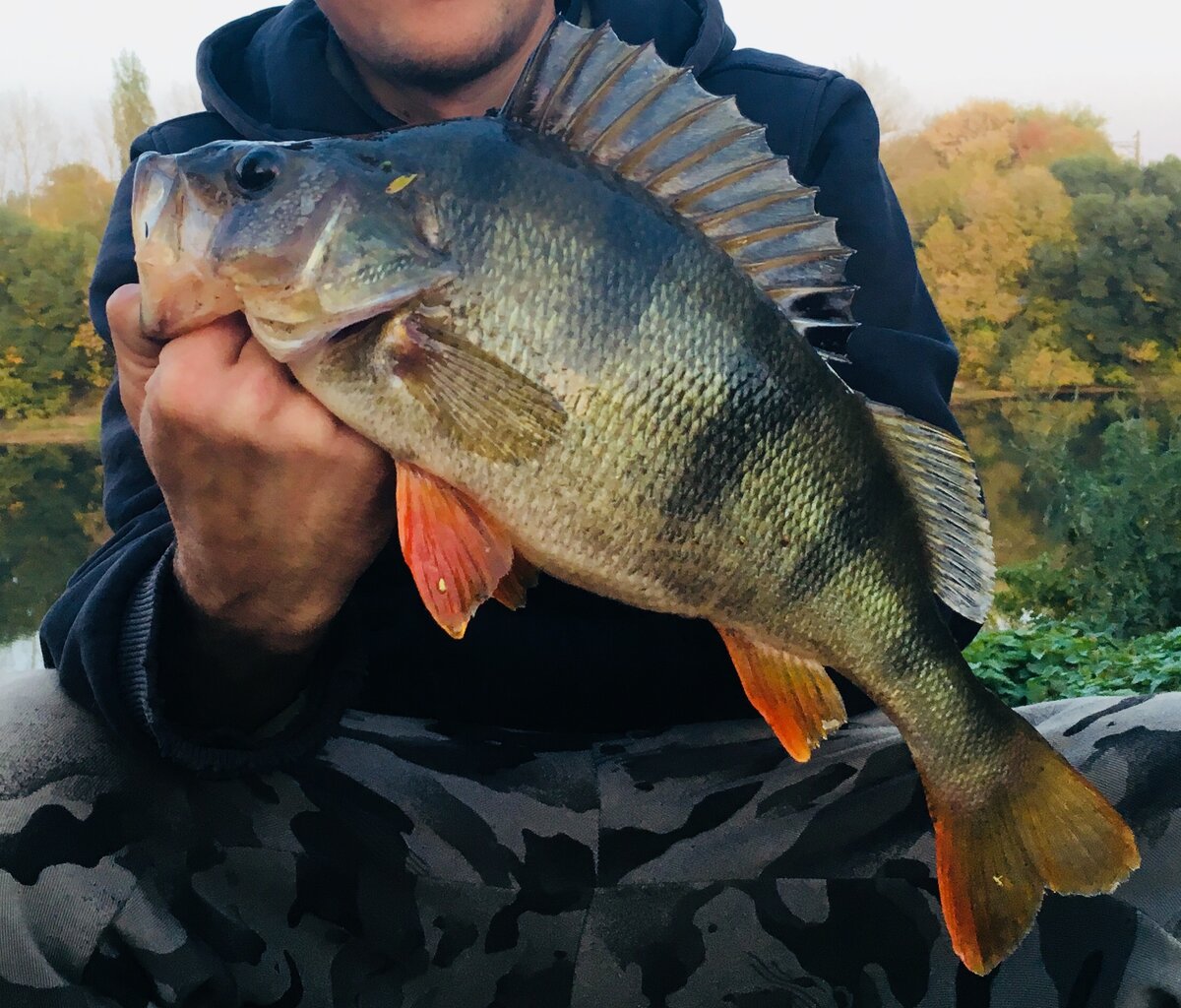 Убийцы окуня. ТОП-3 силиконовых рачков на окуня. | Рыбалка с MAS Fishing |  Дзен