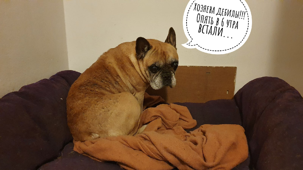 кот и собака мемы. думала что пес настоящий но оказалось. строители в эстонии спасли волка. мемы с волками. собаки лучше людей цитаты.