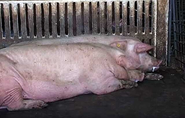 Сколько поросят рождается у свиней | Знай ферму | Дзен