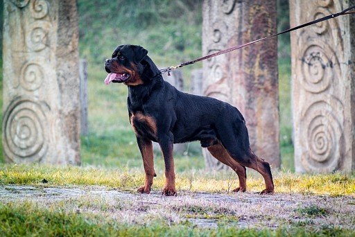 История породы ротвейлер

Ротвейлер
На  территорию западной Европы предки ротвейлеров – молоссы – пробрались  вместе с легионами Клавдия Августа, после того как римские обозы  пересекли Альпы и подмяли под себя южную часть современной Германии.  Почвы новой колонии отличались плодородием, поэтому молоссам здесь  быстро нашлось достойное занятие: крупные и свирепые собаки стали  заниматься охраной и выпасом крупного рогатого скота.Свое название порода получила в честь города Ротвайля на юго-западе  Германии. Расположенный на перекрестке торговых путей и опоясанный  бурным Неккаром, этот провинциальный уголок был главным поставщиком мяса  для немецких княжеств. Ну а поскольку охотников бесплатно полакомиться  этим питательным продуктом в Средние века было немало, к охране мясных  обозов в Ротвайле привлекали специально обученных собак. Кстати,  поначалу четвероногих охранников именовали Metzgerhund, что в дословном  переводе означает – «собака мясника».Ротвайльские бюргеры охотно использовали сильных и серьезных животных  не только в качестве сторожей, но и как перевозчиков мясной продукции.  Запряженные в тележки ротвейлеры развозили сочные стейки и вырезку, тем  самым избавляя своих хозяев от необходимости содержания тягловой  скотины. Однако после того, как через Ротвайль пролегли железнодорожные  пути и скотоводы получили возможность транспортировать свой товар новым,  более быстрым способом, необходимость в разведении собак отпала, и  порода стала постепенно вырождаться.Вспомнили о ротвейлерах только в начале XX века, благодаря курьезному  случаю, широко освещенному немецкой прессой. Суть происшествия  заключалась в том, что во время потасовки с загулявшими матросами  вахмистр штутгартской полиции натравил на нарушителей порядка своего  ротвейлера. Животное в считанные минуты «разрулило» опасный конфликт,  обратив бравых моряков в позорное бегство. После этого случая порода  вновь обрела утраченную ранее популярность и уже к 1921 году обзавелась  собственным фан-клубом.До России ротвейлеры добрались только в 1914 году. Изначально  выносливых и исполнительных «немцев» завозили как рабочих собак, умеющих  бороться с хищниками и сторожить скот. Однако после окончания Второй  мировой на них возложили другую «почетную» миссию: охрану заключенных  ГУЛАГа. Советские заводчики потратили немало сил и времени в попытках  создать новую «модель» собаки-конвоира, отличающуюся особой жестокостью.  Такие особи были действительно выведены, но рассматривать их в качестве  домашних питомцев стало абсолютно невозможно.Все изменилось в 80-х годах, когда из ФРГ в СССР был завезен кобель  ротвейлера Харрас Штайнкопф. Внешне этот рослый красавец заметно  выделялся на фоне своих грубых и свирепых сородичей. Кроме того,  животное обладало относительно спокойным и миролюбивым нравом, что  давало надежду на то, что его потомки смогут уживаться с человеком на  правах друга и компаньона.
