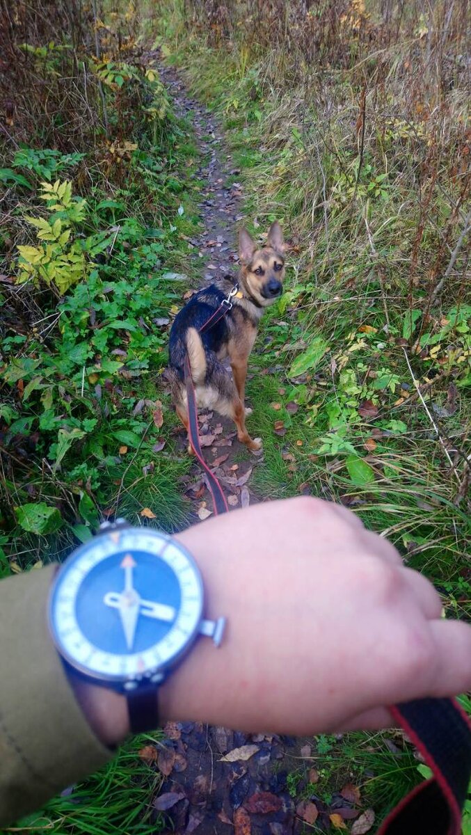 Папина штукенция на руке - компас, называется