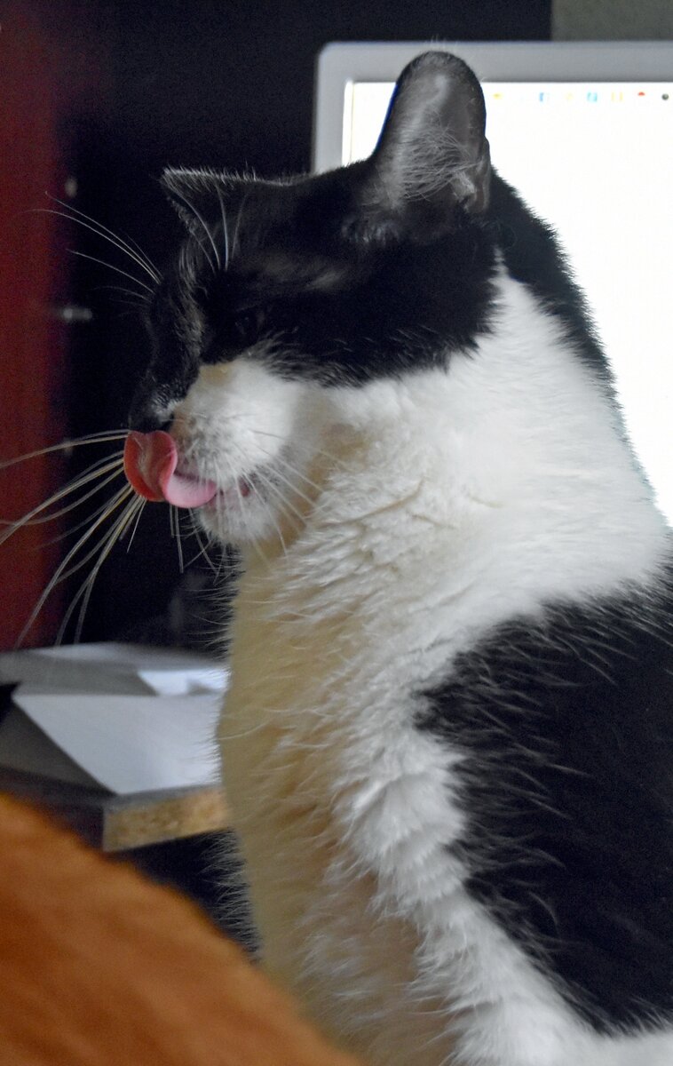 вот же - сам пришел.. погладила..