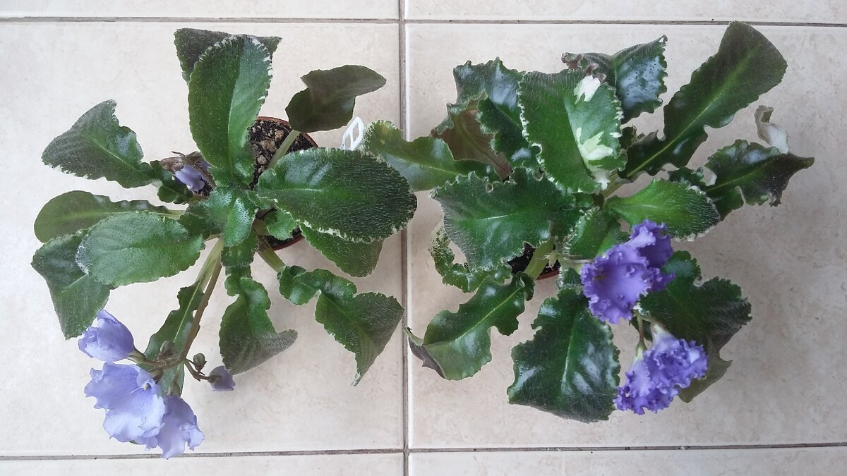 Детки сорта 'Senk's Try The Decaf' , 2019 — 2020 гг