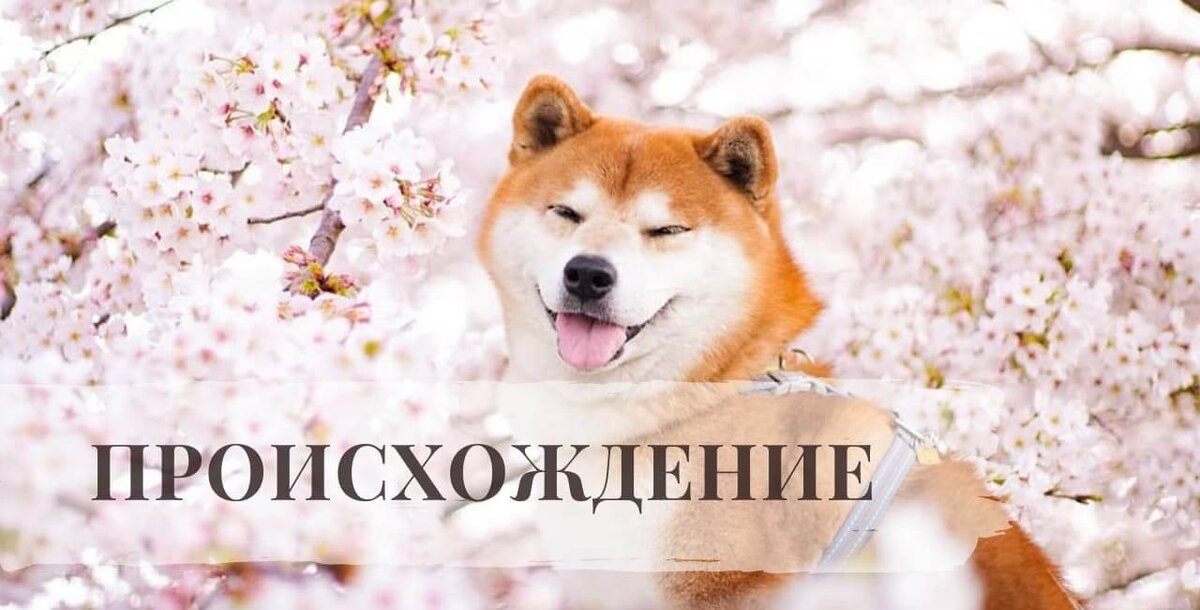 Происхождение Сиба-ину
