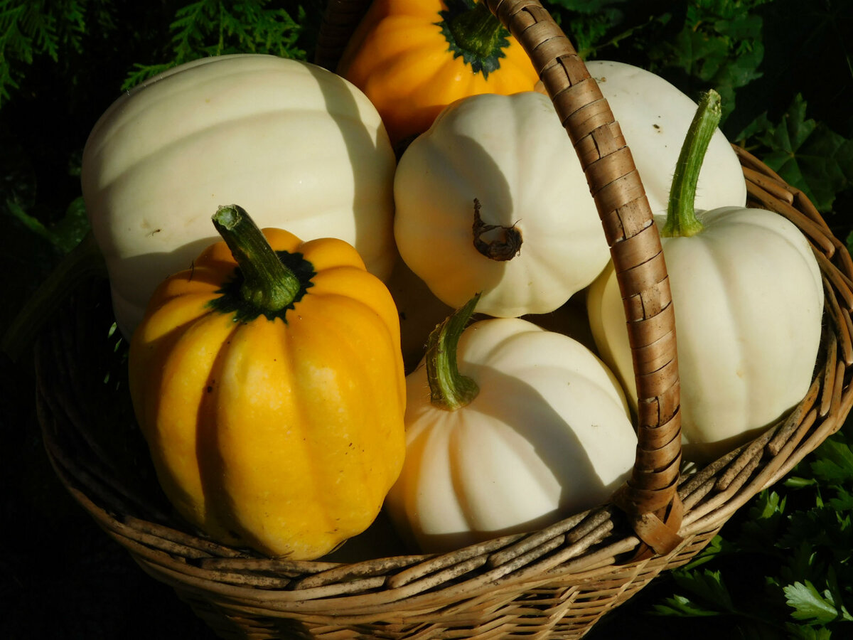 картофельная тыква