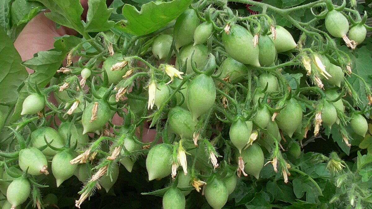 Se puede congelar tomate triturado