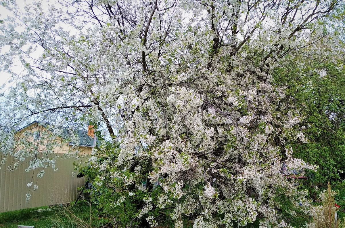  Дерево вишни в цвету. Фото автора.