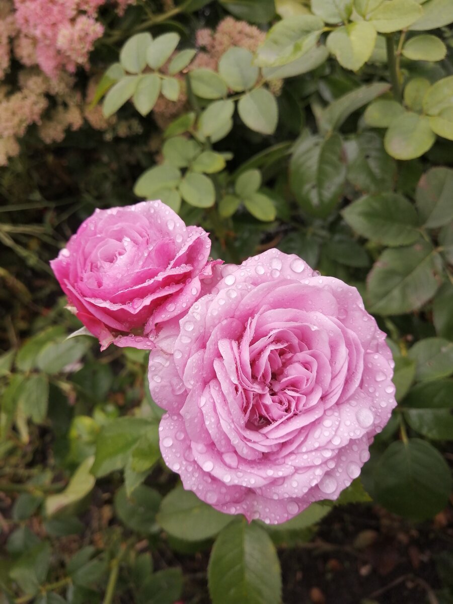 Розы Тантау Lavender Ice