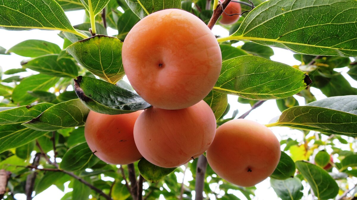 Хурма спеет