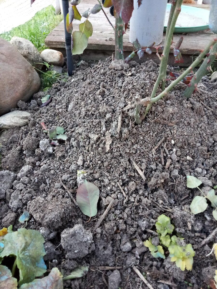 Земля и розы-все сухое. 