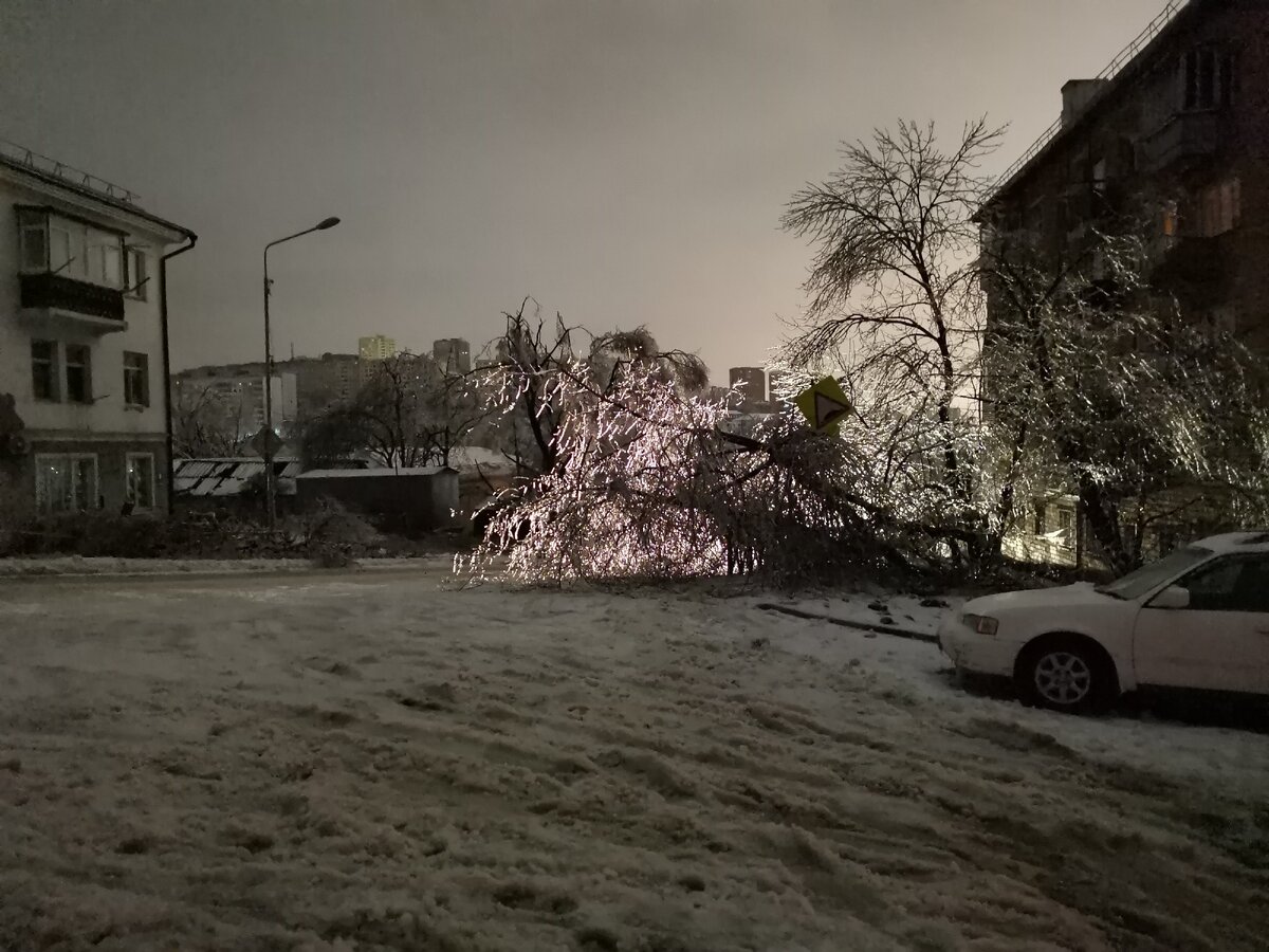 не все деревья перенесли такие ледяные наряды