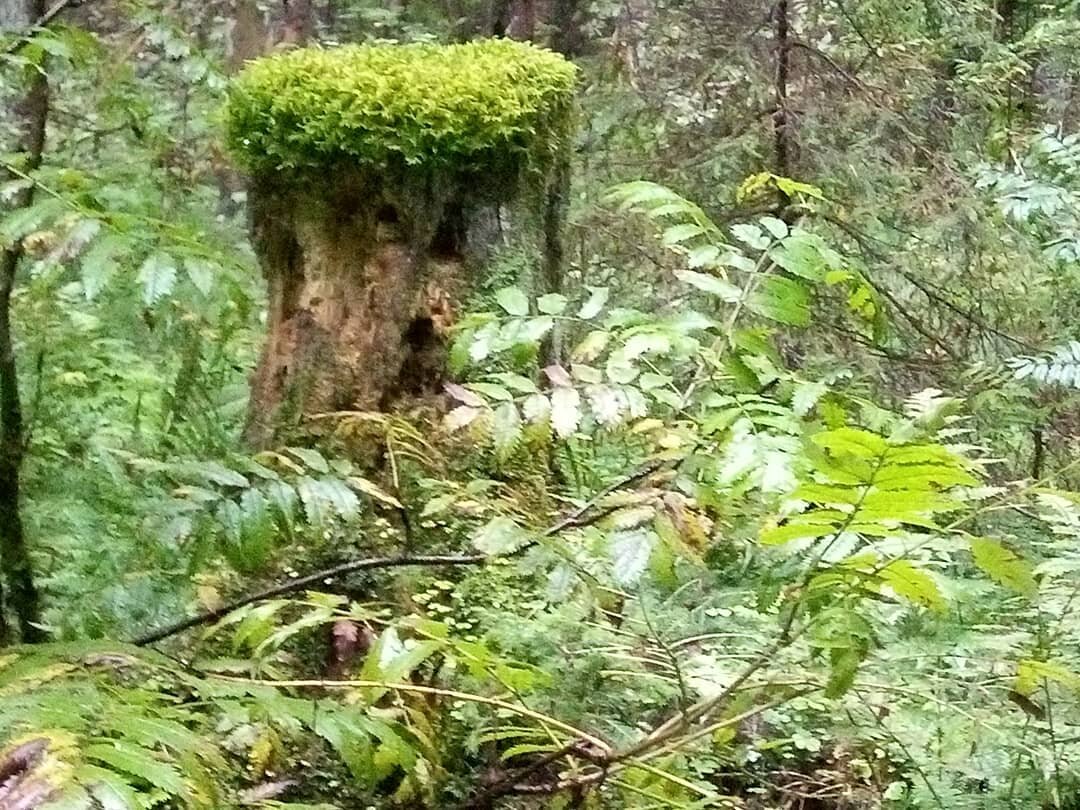 Марьины рассказы дзен. Дзен притчи книга. Марьины рассказы дзен. Рассказы яндекс дзен. Марьины рассказы дзен.