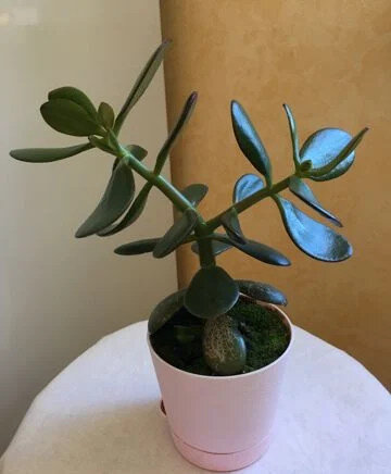 Крассула возрастом полтора года