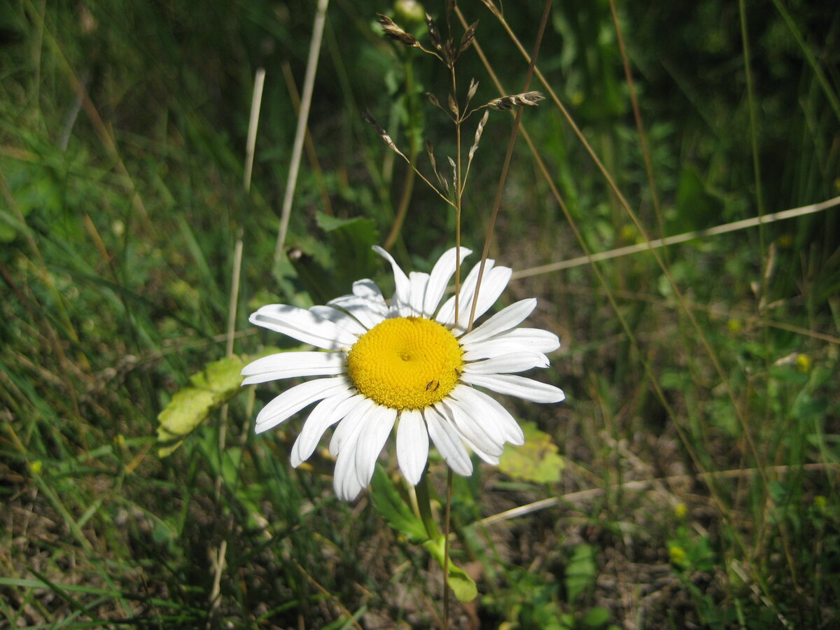 Люблю полевые цветы
