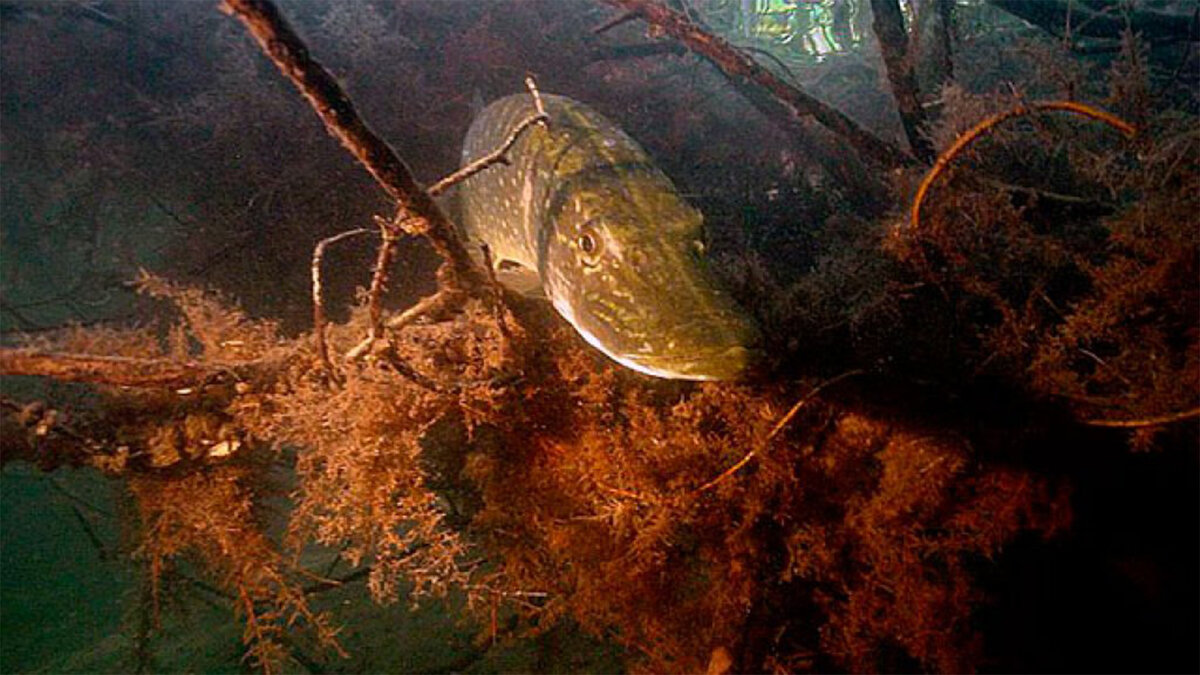 Водный мир реки. Щука в коряжнике. Щука на дне. Щука под водой. Щука в корягах.